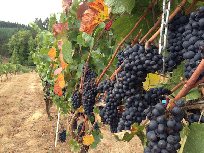 Garage Winemaking – Part 1