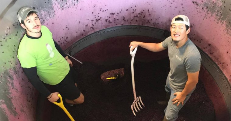 Winemaking: Risky Business